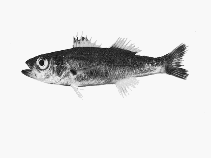 Image of Verilus anomalus (Threespine cardinalfish)