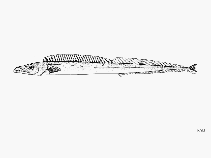 Image of Aphanopus intermedius (Intermediate scabbardfish)