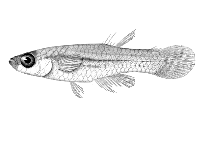 Image of Lacustricola macrurus (Big tailed lampeye)