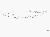 Image of Apristurus microps (Smalleye catshark)