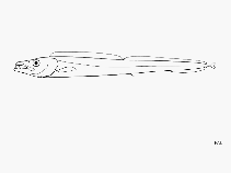 Image of Aphanopus microphthalmus (Smalleye scabbardfish)