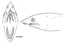 Image of Apterichtus mysi 