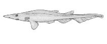 Image of Apristurus riveri (Broadgill catshark)