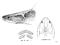 Image of Nemapteryx bleekeri (Bleeker\