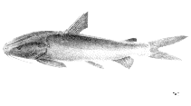 Image of Arius gagora (Gagora catfish)