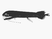 Image of Aristostomias lunifer 