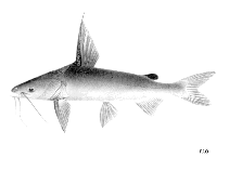 Image of Nemapteryx macronotacantha 
