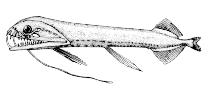 Image of Aristostomias polydactylus 