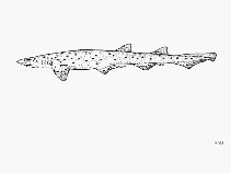 Image of Asymbolus analis (Grey spotted catshark)
