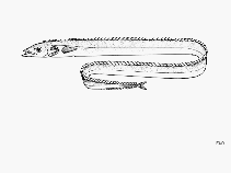 Image of Assurger anzac (Razorback scabbardfish)