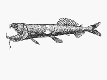 Image of Astronesthes indicus (Black snaggletooth)