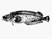 Image of Auchenionchus crinitus 