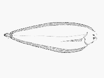 Image of Austroglossus pectoralis (Mud sole)