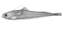 Image of Auchenoceros punctatus (Ahuru)