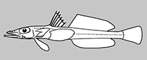 Image of Bembrops ocellatus (Ocellate duckbill)