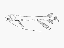 Image of Bathophilus digitatus 