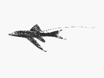 Image of Bathypterois filiferus 