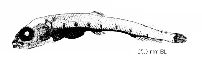 Image of Bathylagus gracilis 