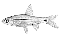 Image of Enteromius haasianus (Sickle barb)