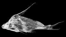 Image of Bagrichthys hypselopterus (Blacklancer catfish)