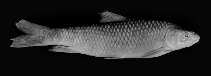 Image of Labeobarbus johnstonii 