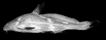 Image of Bagrichthys macropterus (False black lancer)