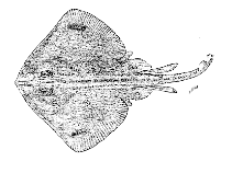 Image of Bathyraja magellanica (Magellan skate)