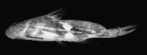 Image of Bagrichthys micranodus 