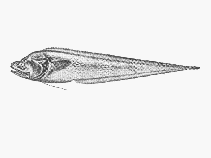Image of Bassozetus robustus (Robust assfish)