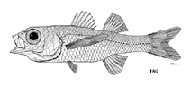 Image of Bathysphyraenops simplex 