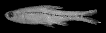 Image of Enteromius toppini (East Coast barb)