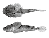 Image of Benthophilus durrelli (Don tadpole-goby)