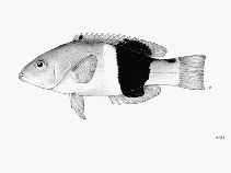 Image of Bodianus macrourus (Black-banded hogfish)