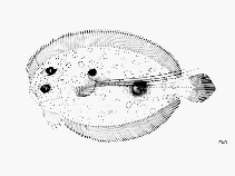 Image of Bothus maculiferus (Mottled flounder)