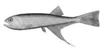Image of Zaphotias pedaliotus (Longray fangjaw)