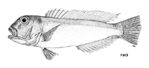 Image of Branchiostegus australiensis (Australian tilefish)