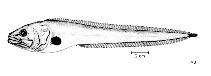 Image of Brotulotaenia nigra (Dark cusk)