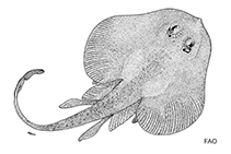 Image of Breviraja nigriventralis (Blackbelly skate)