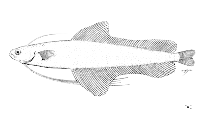 Image of Bregmaceros rarisquamosus (Big-eye unicorn-cod)