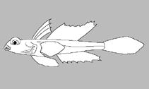 Image of Protogrammus sousai (Meteor dragonet)