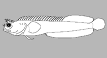 Image of Coralliozetus cardonae (Twinhorn blenny)
