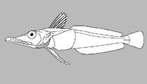 Image of Cryodraco pappenheimi 