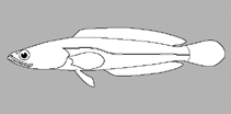 Image of Channa amphibeus (Borna snakehead)