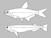 Image of Deuterodon parahybae 