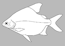 Image of Citharinops distichodoides 
