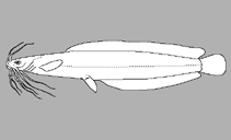 Image of Bathyclarias euryodon 