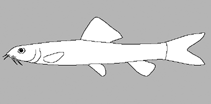 Image of Lepidocephalichthys annandalei (Annandale loach)