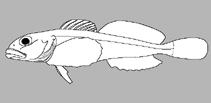 Image of Icelus toyamensis 