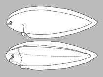 Image of Symphurus rhytisma (Patchtail tonguefish)