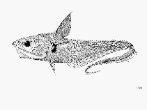 Image of Coelorinchus aconcagua (Aconcagua grenadier)